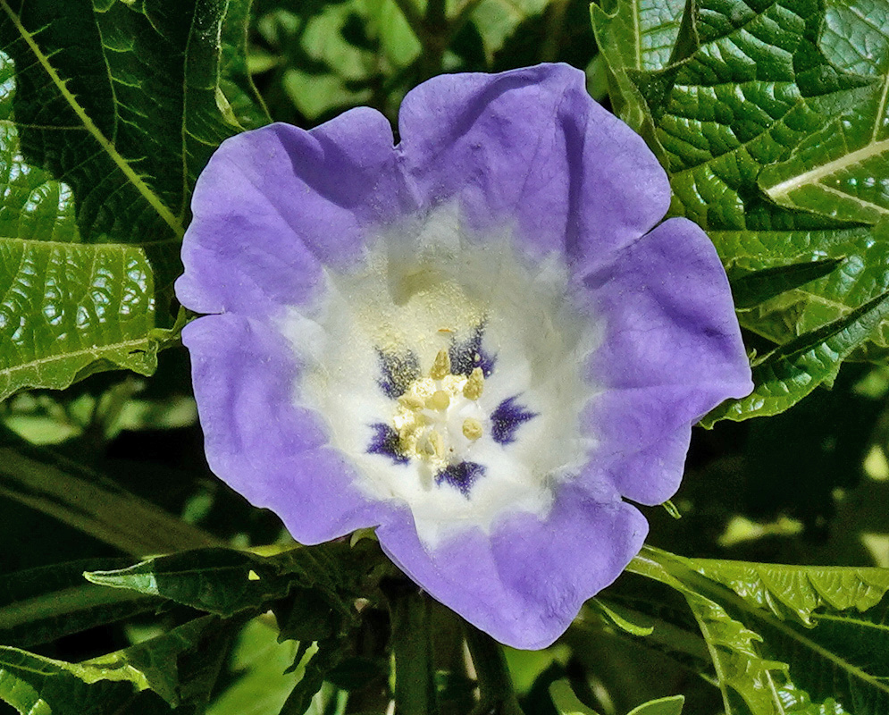 A lavender-blue Nicandra physalodes flower opens as a broad cup with a white centre and dark purple throat markings