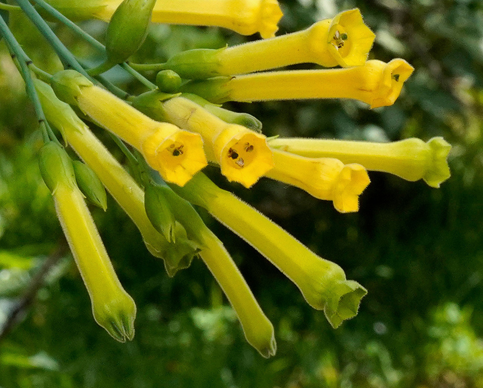 Long yellow Nicotiana glauca tubular flowers hang from a branching stalk beside blue-green foliage