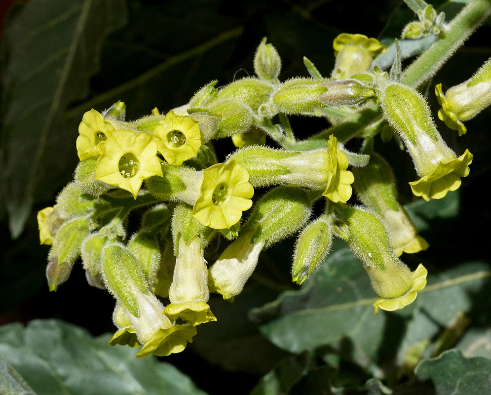 Yellow-green Nicotiana rustica flowers with short rounded mouths cluster on a hairy branching stem