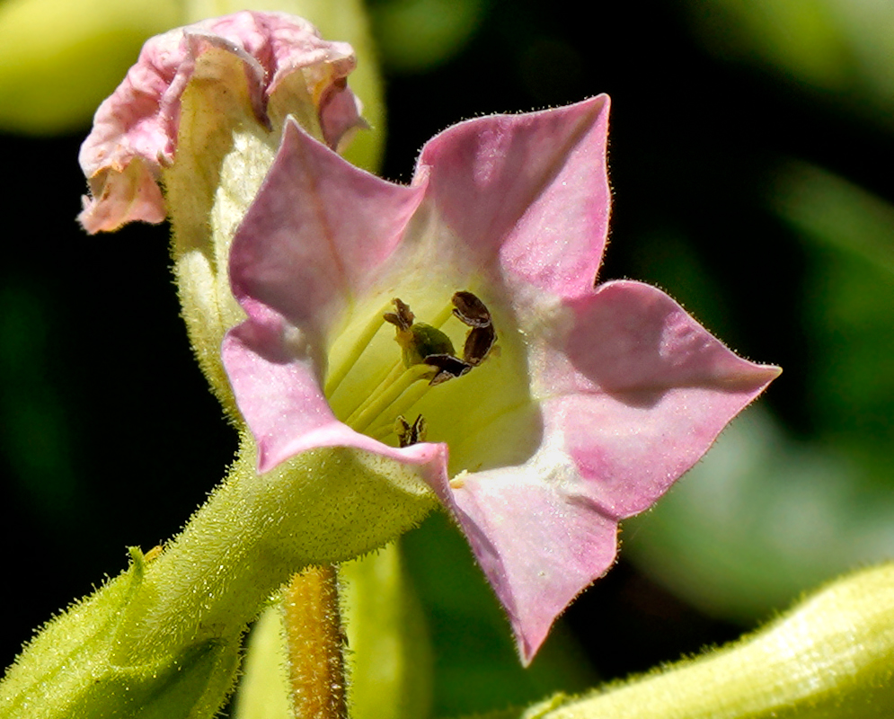 A pink and purple Nicotiana tabacum flower with a cream-yellow throat white filaments and a green stigma