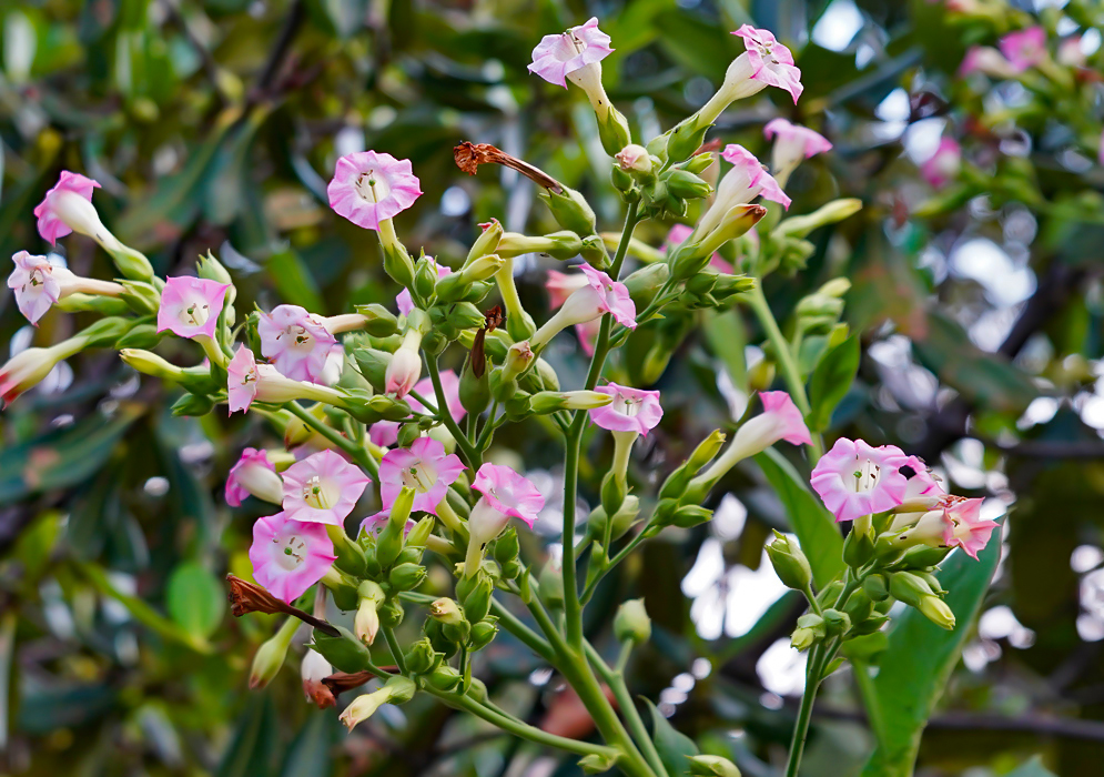 Nicotiana tabacum with pink flower and green buds
