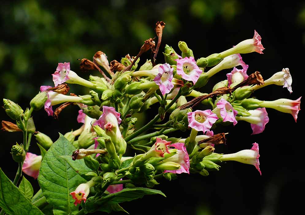 Clusters of Nicotiana tabacum pink flowers