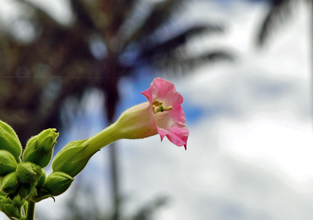 Nicotiana tabacum light-pink flower