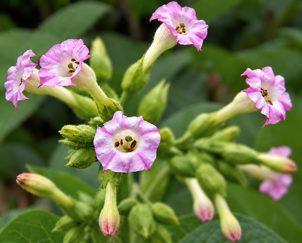 Nicotiana tabacum pink tubular flowers Pink Nicotiana tabacum flowers open at the ends of long pale tubes among green buds