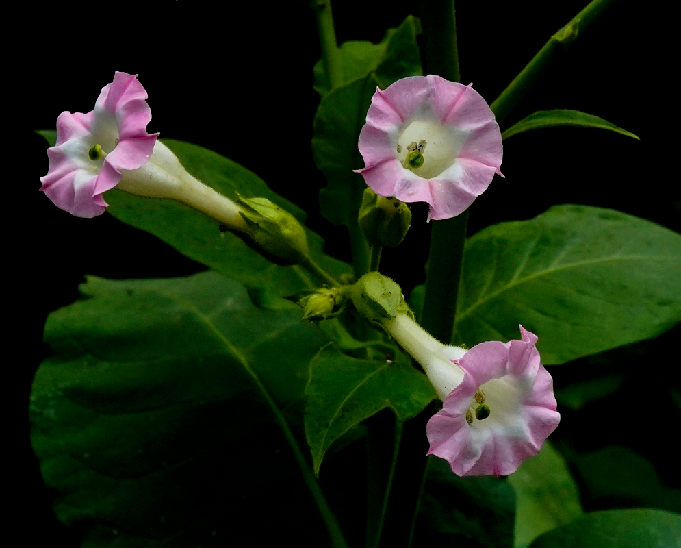Three pink Nicotiana tabacum flowers with green stigmas and brown anthers