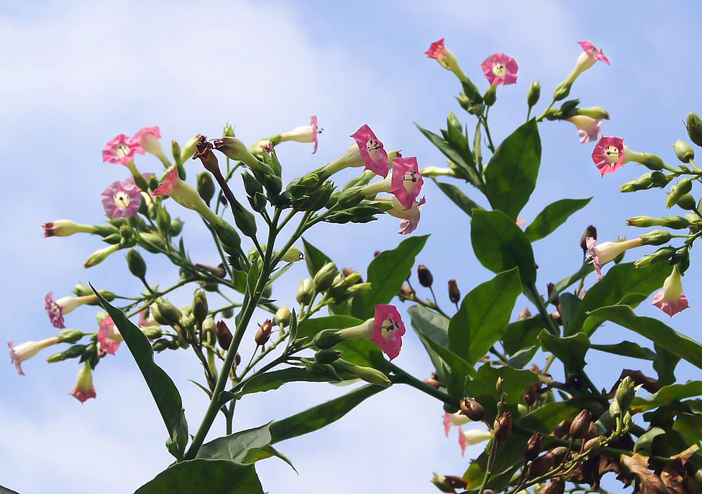 Pink Nicotiana tabacum flowers under a blue sky