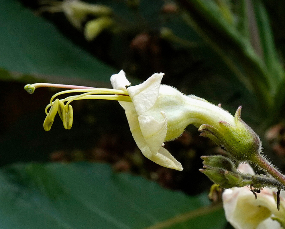 White Nicotiana tomentosiformis tubular flowers spread five pointed lobes around long projecting stamens