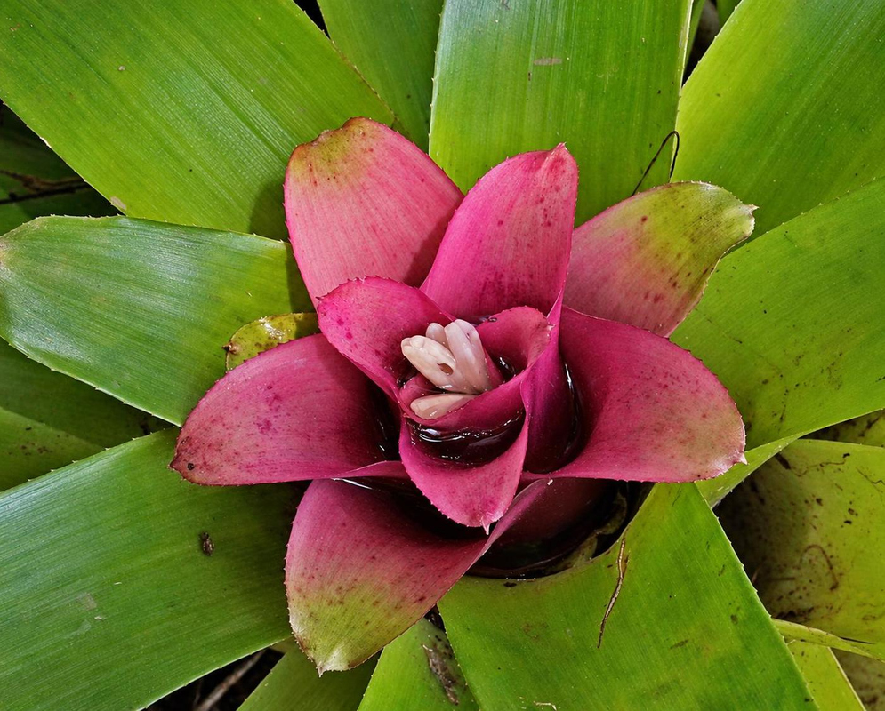 Broad pink Nidularium innocentii bracts surround small white central flowers within a green leaf rosette