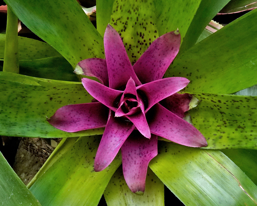 Dark magenta-purple Nidularium rutilans central bracts contrast with green leaves marked by dark spots