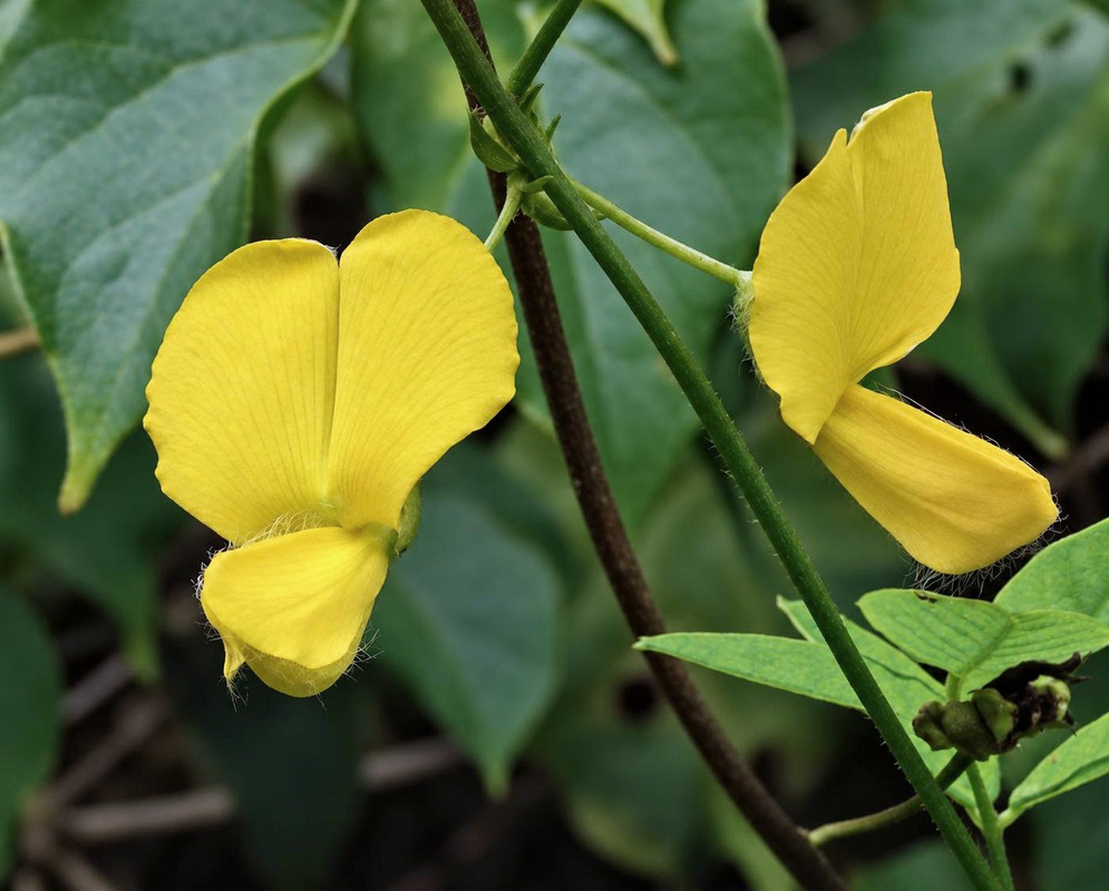 Small yellow Nissolia vincentina pea-shaped flowers open among green leaves on slender climbing stems