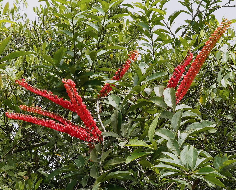 Norantea guianensis spikes