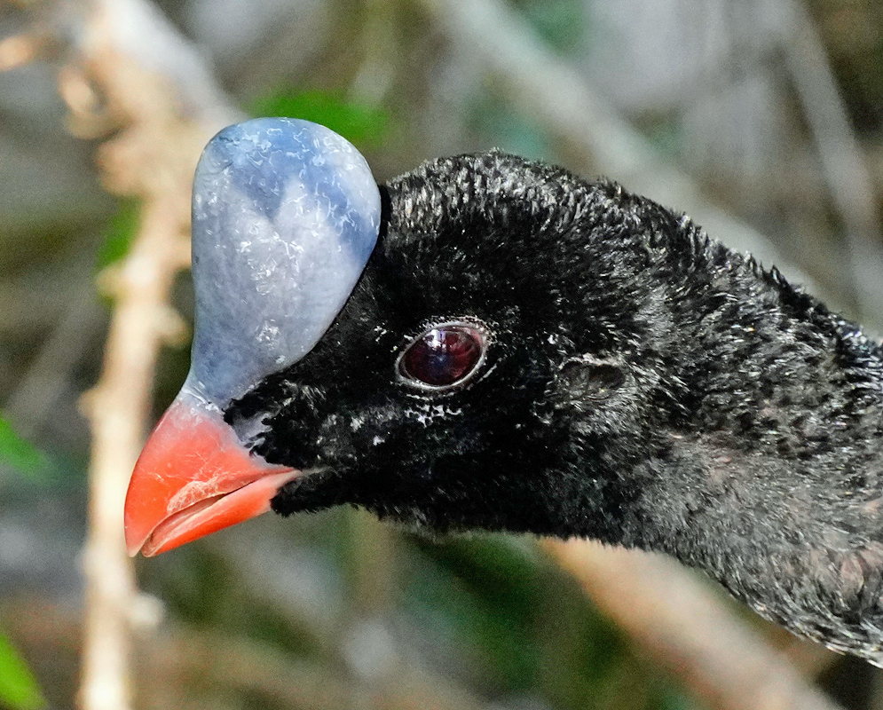 Close-up of a Northern Helmeted Curassow with a distinctive swollen bluish-gray casque on its forehead and a curved orange bill against a blurred forest background