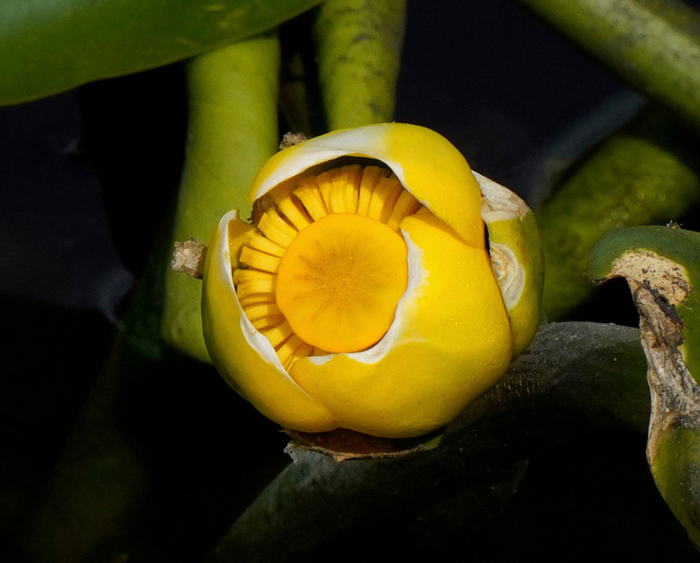 A rounded yellow Nuphar lutea flower forms a shallow cup around a broad central disk