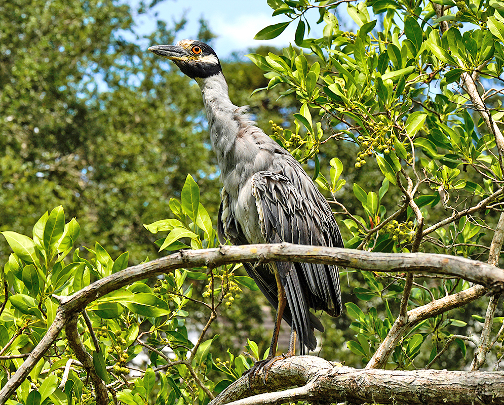 Yellow-crowned Night Heron A Nyctanassa violacea standing alert among leafy branches, with a grayish body, bright orange eye, and black crown stripe visible against the green foliage