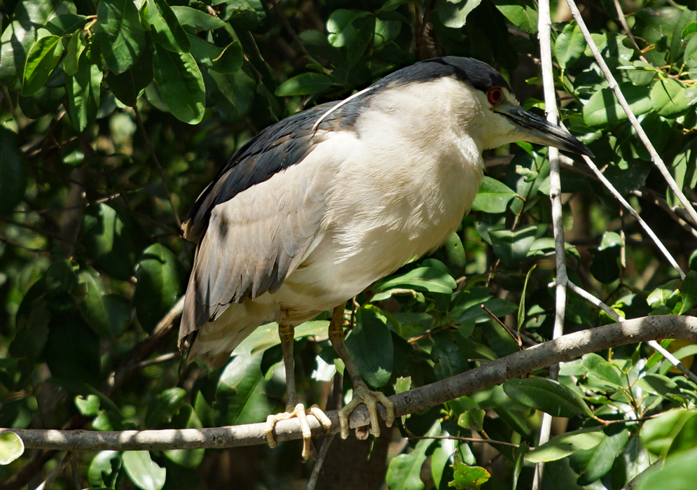 Close-up of nycticorax nycticoraxc perched on a branch