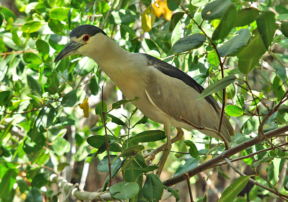 Nycticorax nycticorax bird resting on a tree branch