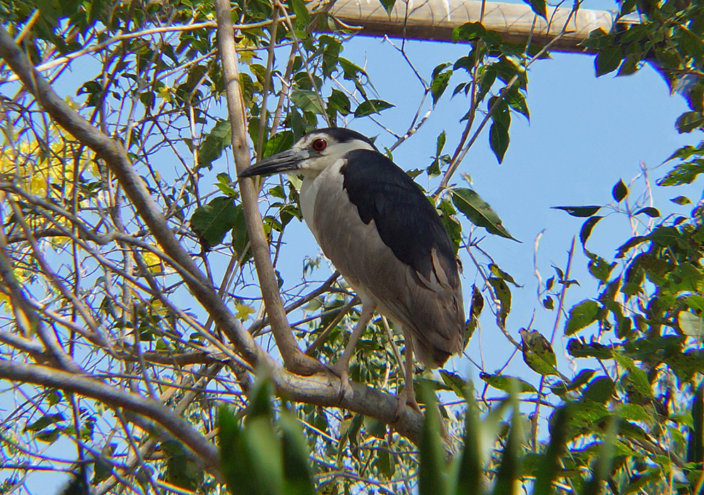 nycticorax-nycticorax with blue sky in background