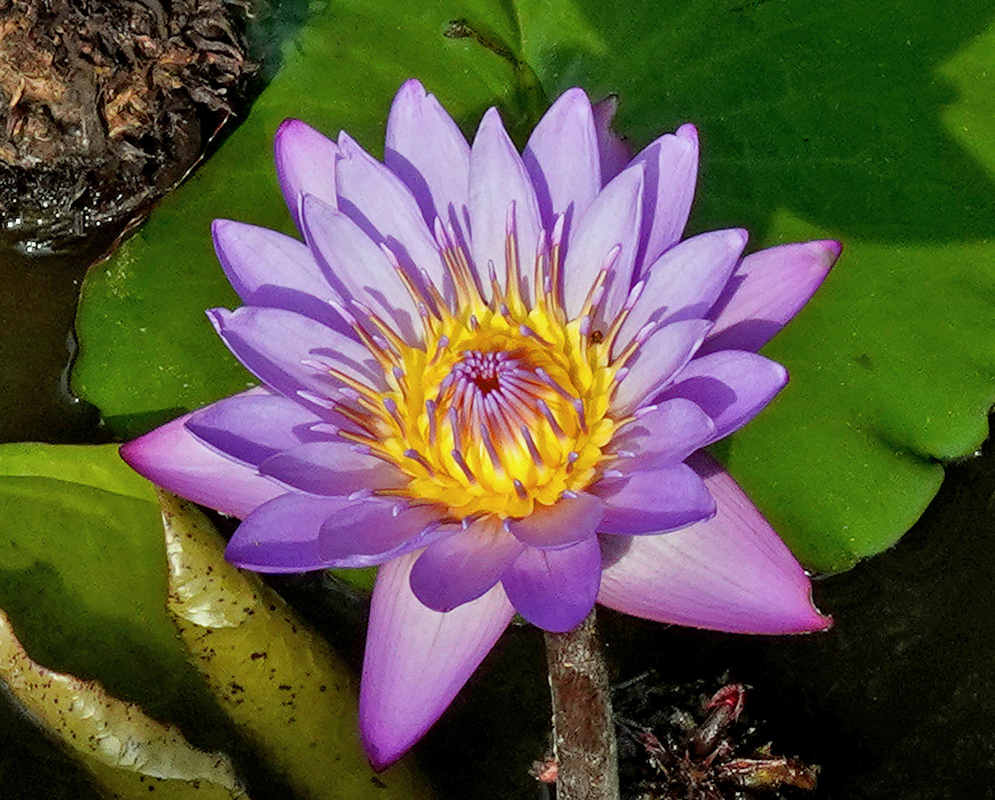 Pale lavender Nymphaea caerulea petals surround a dense yellow centre above floating green leaves