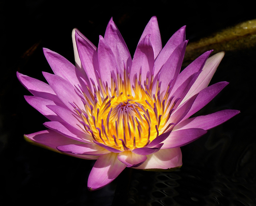 Purple-pink Nymphaea hybrid petals spread around a bright yellow centre above the water