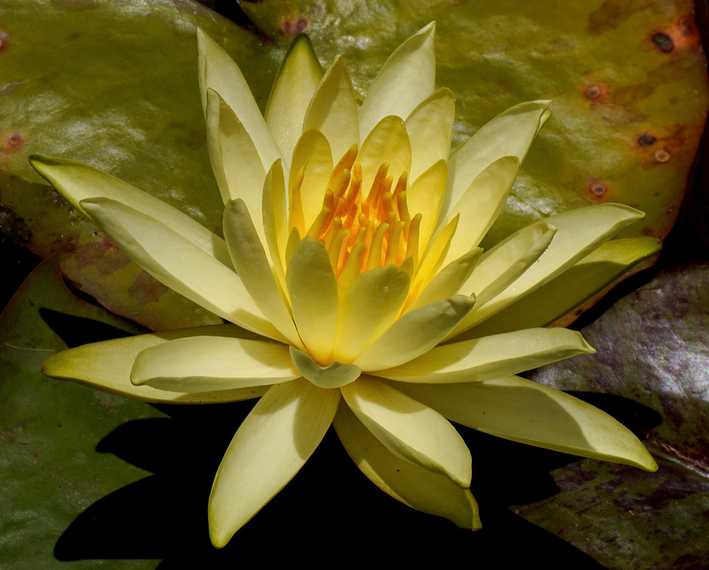 Pale creamy-yellow Nymphaea mexicana petals open around a deeper yellow centre above the water