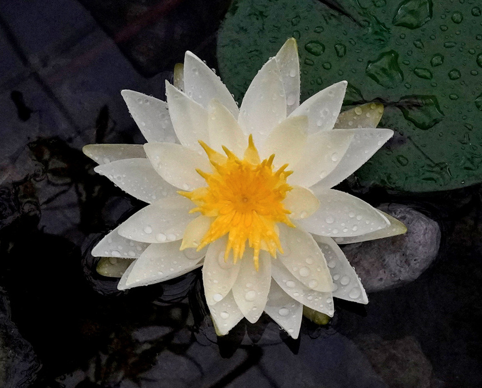Numerous white Nymphaea odorata petals surround a golden-yellow centre above floating foliage