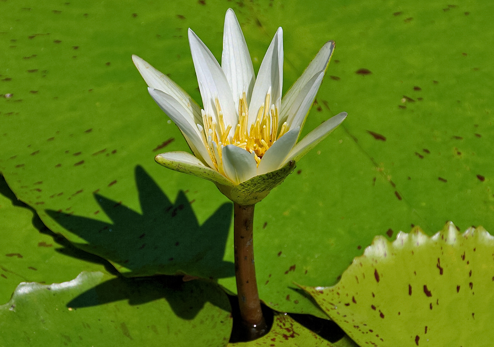 White Nymphaea pulchella flower with yellow stamens in sunlight