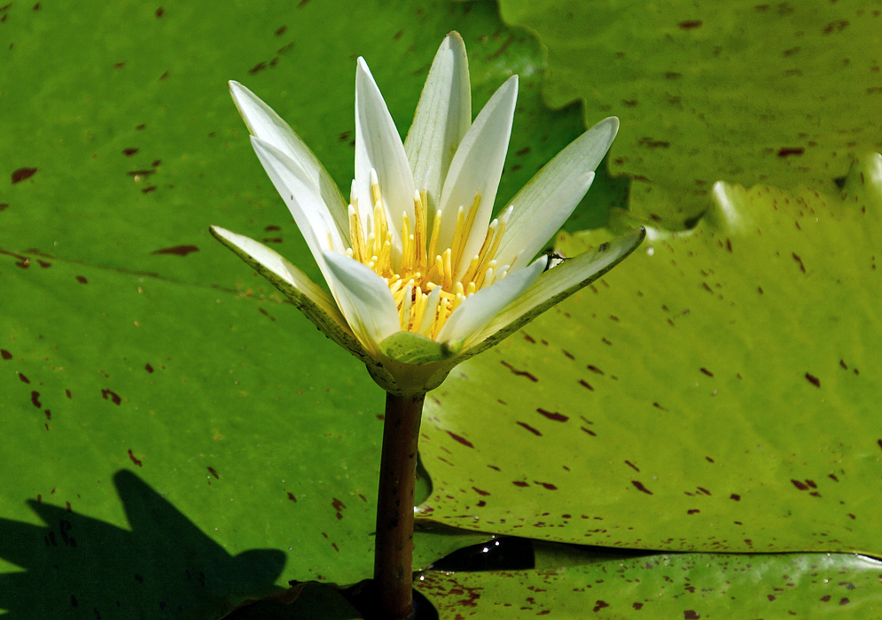 White Nymphaea pulchella flower with yellow stamens
