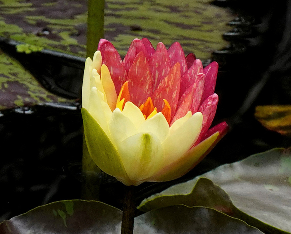 A Nymphaea Wanvisa flower combines yellow petals with deep reddish petals marked by yellow streaks