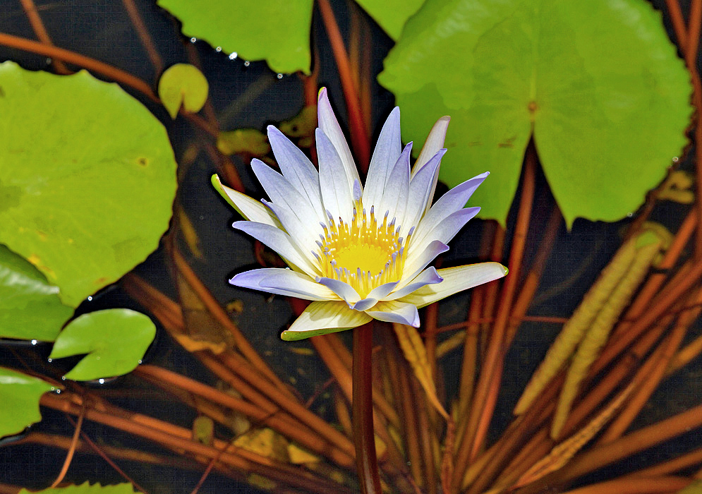 Purple-white Nymphaea elegans flower with yellow stamens with purple tips in sunlight