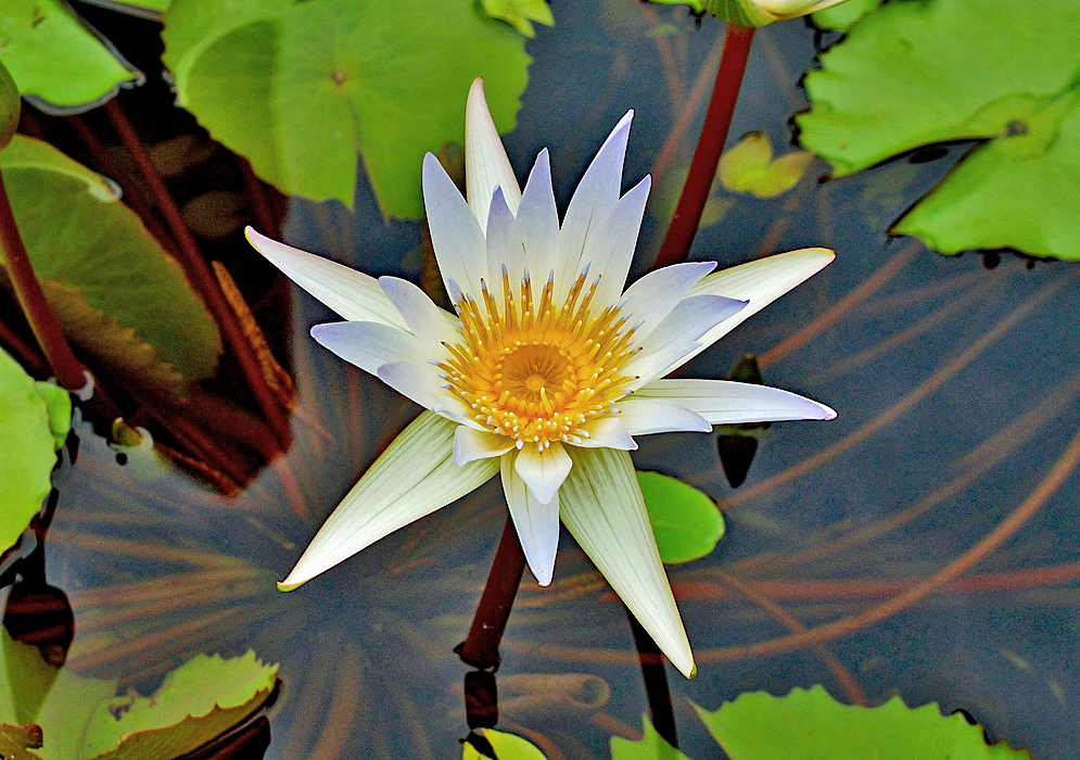 Purple-white Nymphaea elegans flower with yellow stamens in sunlight