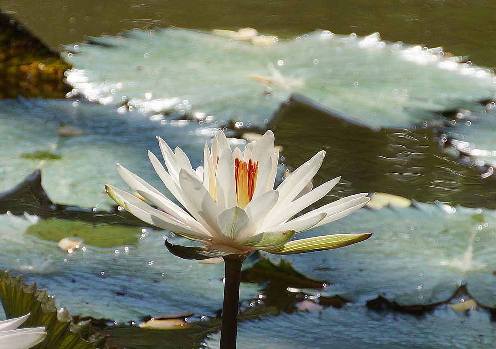 White Nymphaea lotus flower with orangish yellow stamens and floating leaves