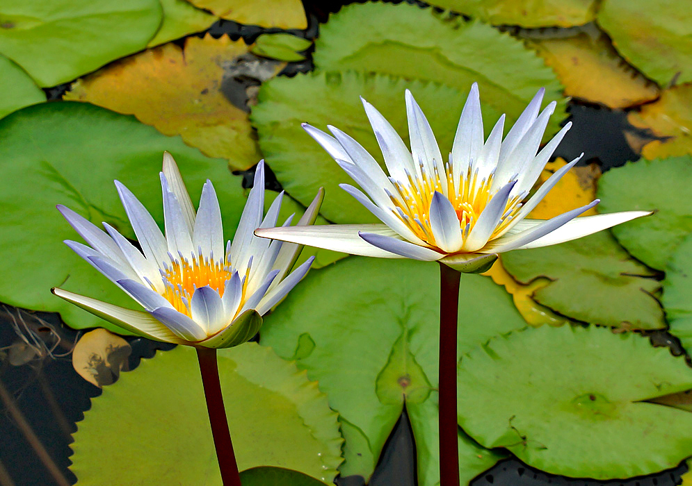 Two purple-white Nymphaea elegans flower with yellow stamens with purple tips 