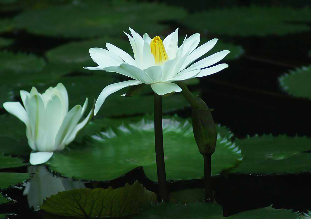 White Nymphaea lotus flower with yellow stamens and floating leaves
