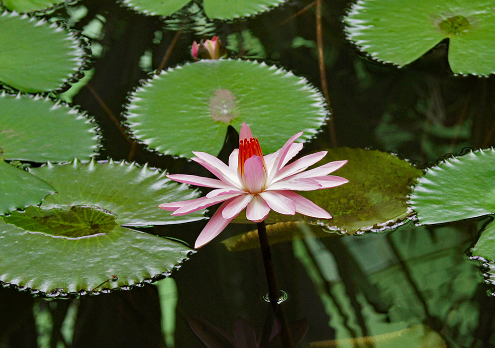 Pink and white Nymphaea lotus flower with orangish yellow stamens