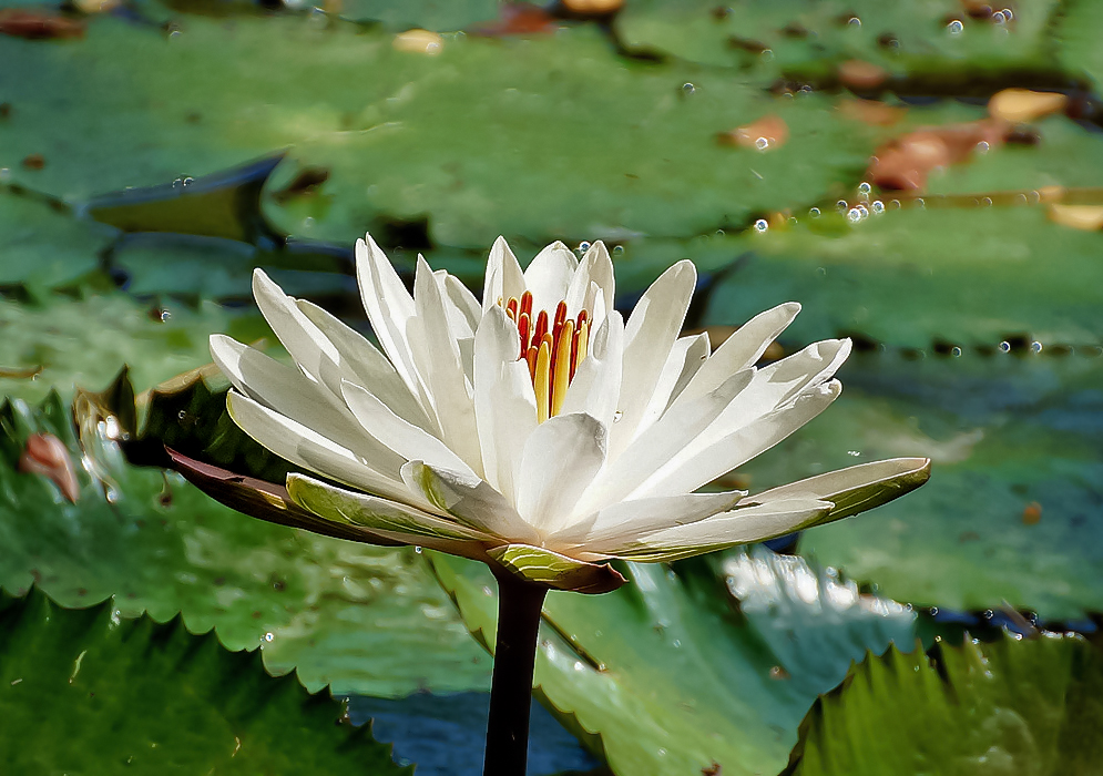 White Nymphaea lotus flower with orangish yellow stamens in sunlight