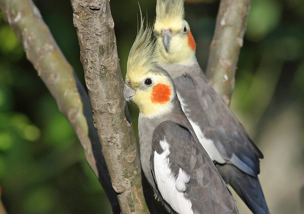 Two gray and white-feathered Cockatiel with light-yellow heads and orange-blushed-cheeks