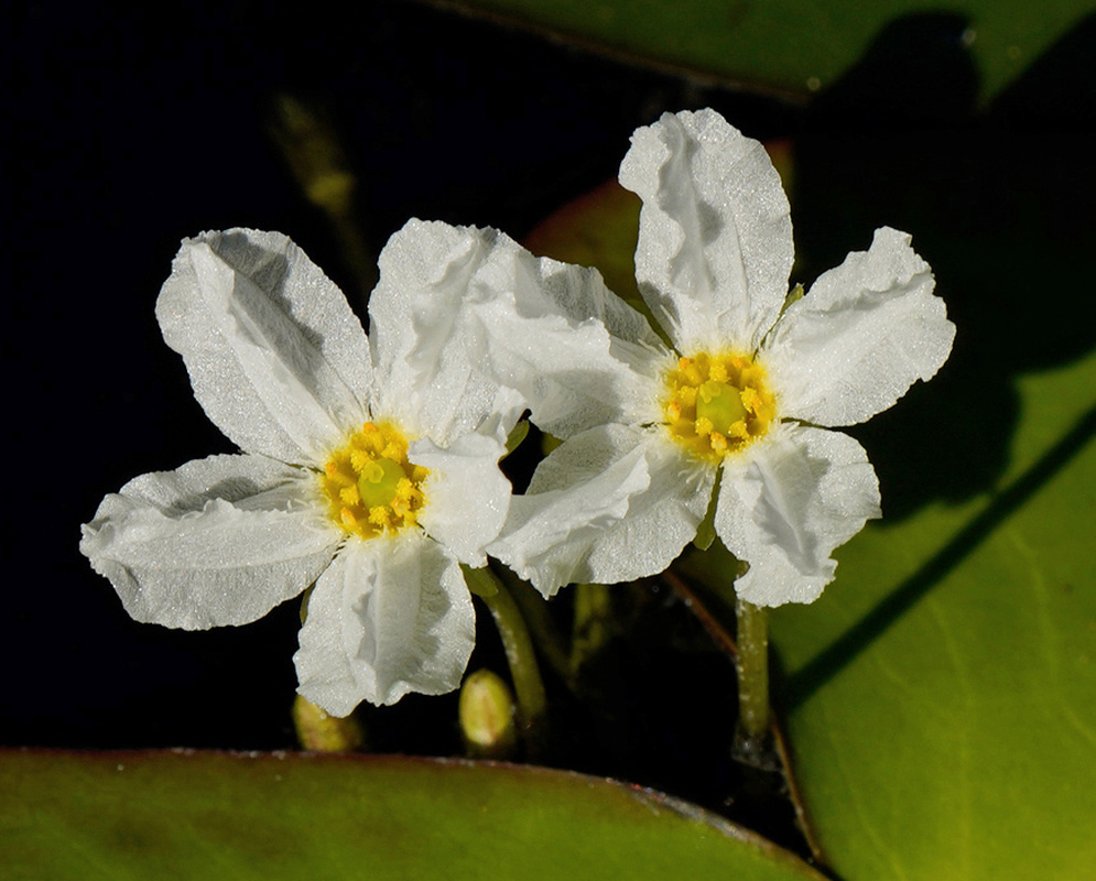 A small white Nymphoides ezannoi flower spreads five lobes around a yellow centre above floating leaves