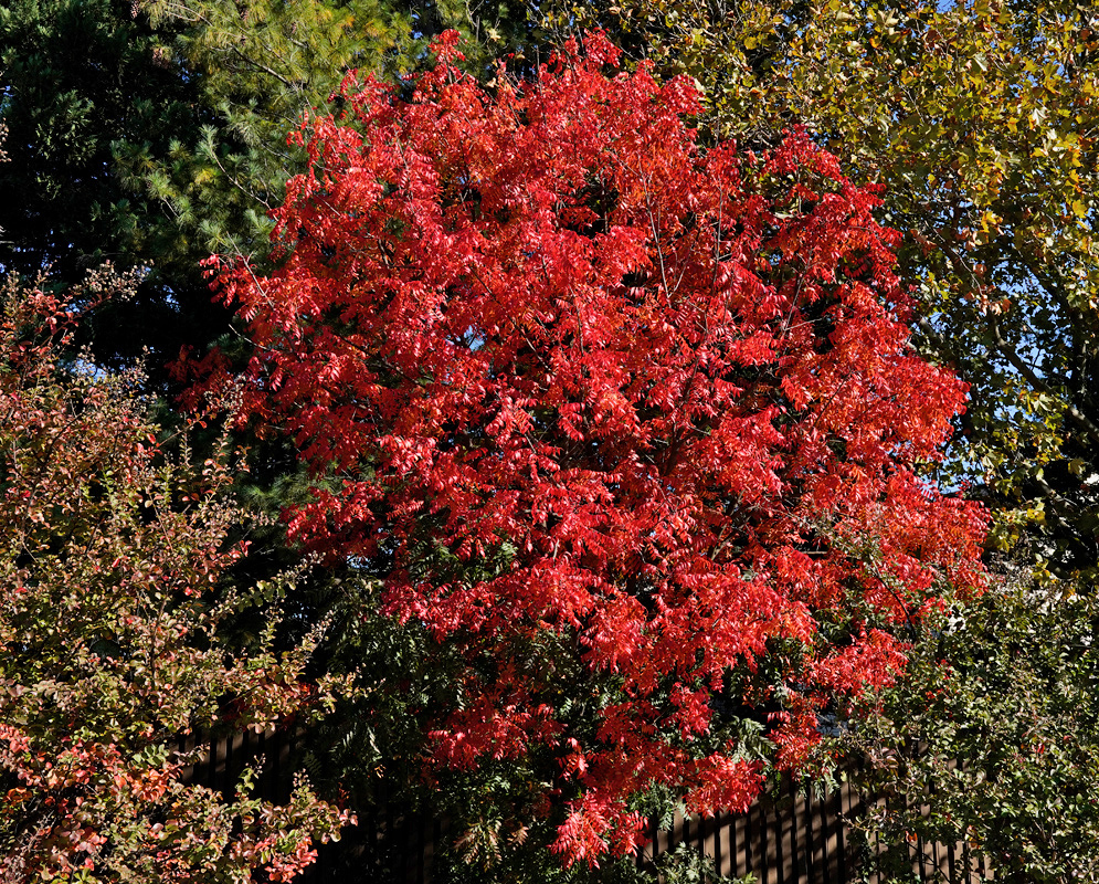 A Nyssa sylvatica tree displays a dense crown of brilliant scarlet-red autumn foliage