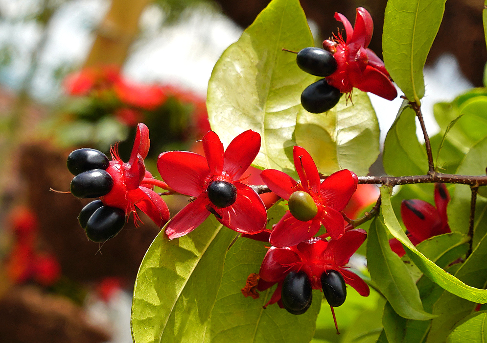 Ochna serrulata red sepals and black fruit