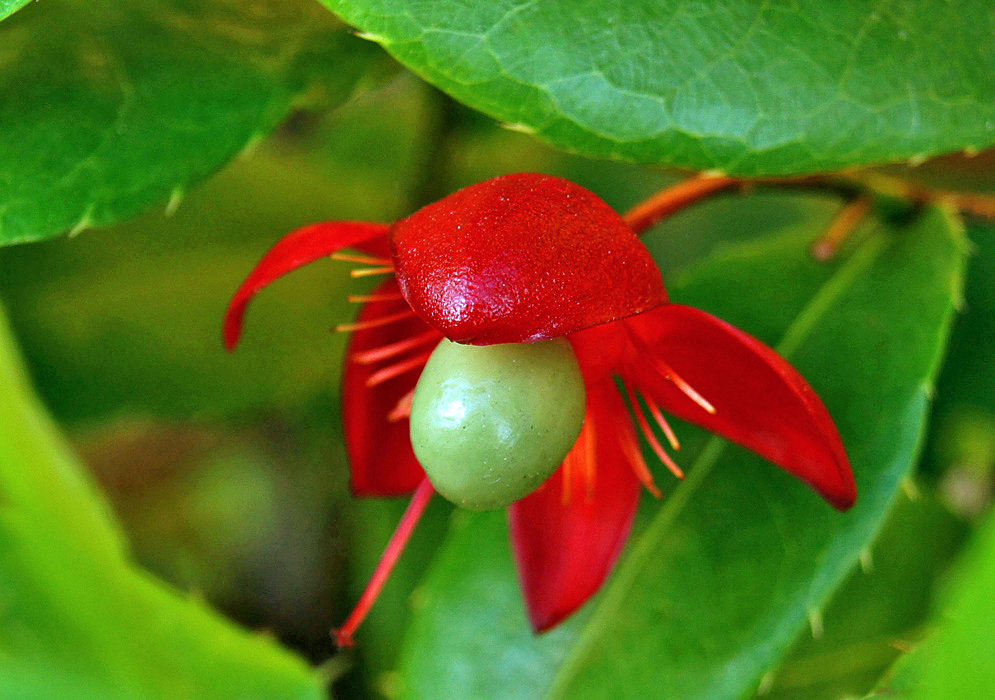 A green Ochna serrulata fruit with bright red sepals