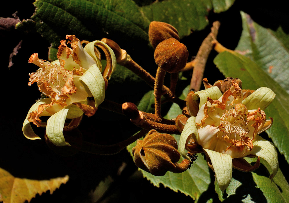 Ochroma pyramidale Cream Flowers and Brown Buds Ochroma pyramidale has cream flowers with curled petals beside fuzzy brown buds