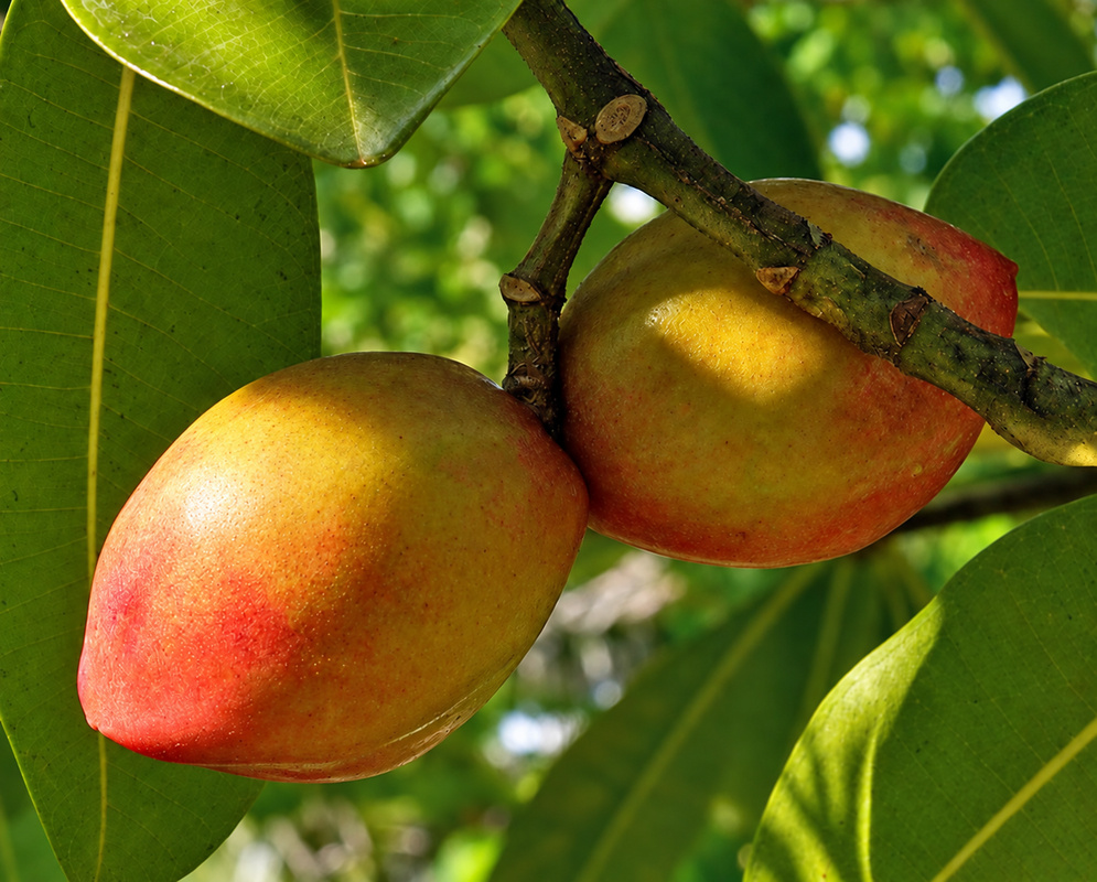 Paired Ochrosia elliptica fruits show yellow-orange skins flushing red among glossy green leaves