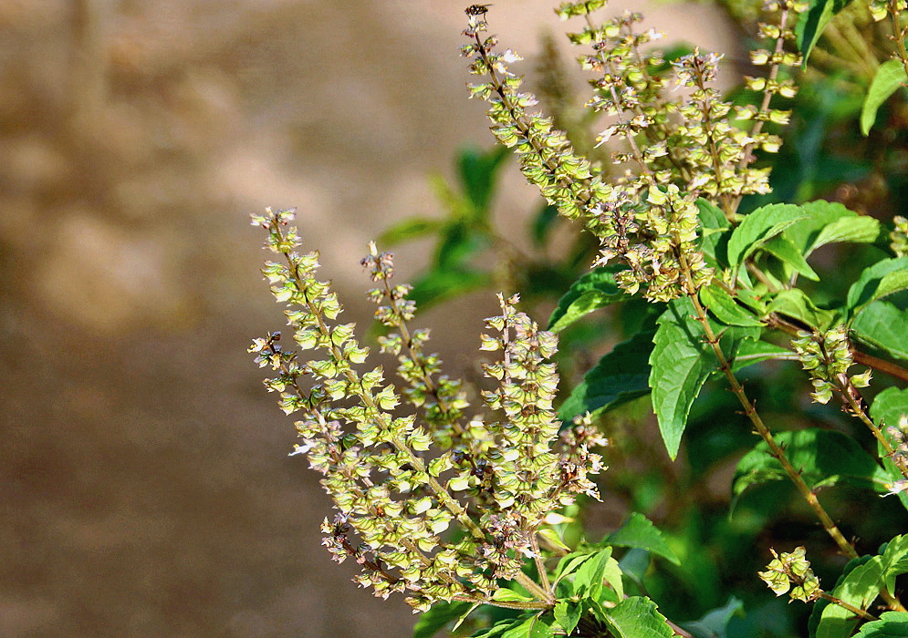 Yellowish-green Ocimum basilicum genovese Inflorescences with white flowers and yellow stamens