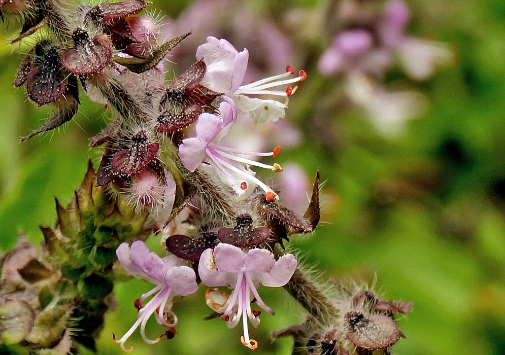 Light purple and white Ocimum tenuiflorum flowers with red anthers with hairy sepals and stem