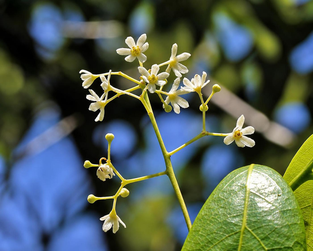 Small cream-white Ocotea coriacea star-shaped flowers spread along a slender branching stalk above glossy leaves