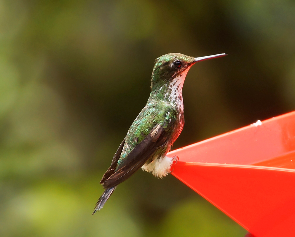 Female hummingbird standing on a bird feeder