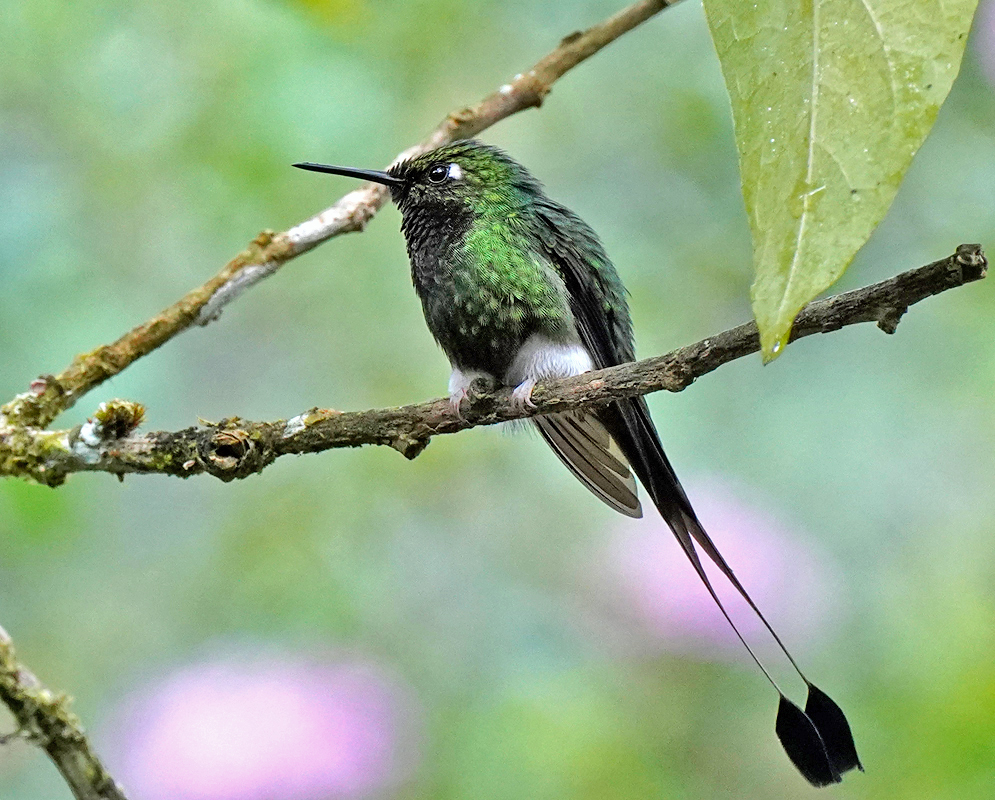 Green and white Ccreatus underwoodii perched on a branch