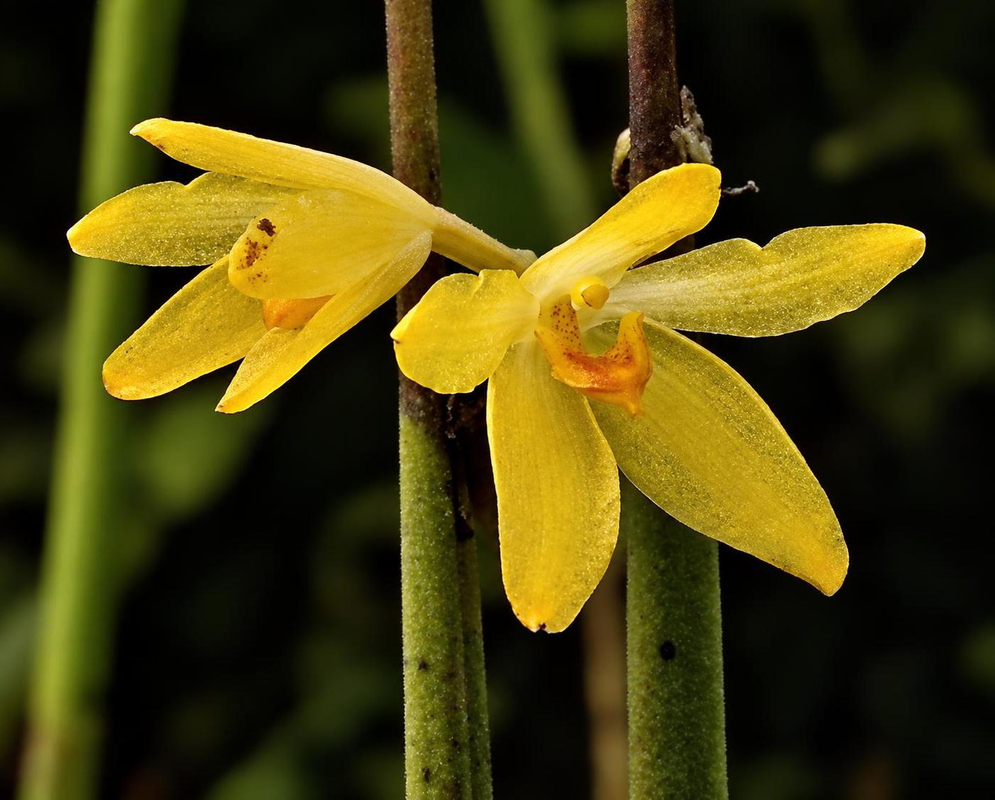 Small yellow Octomeria juncifolia orchid flowers spread pointed segments around orange-yellow centres beside slender green leaves