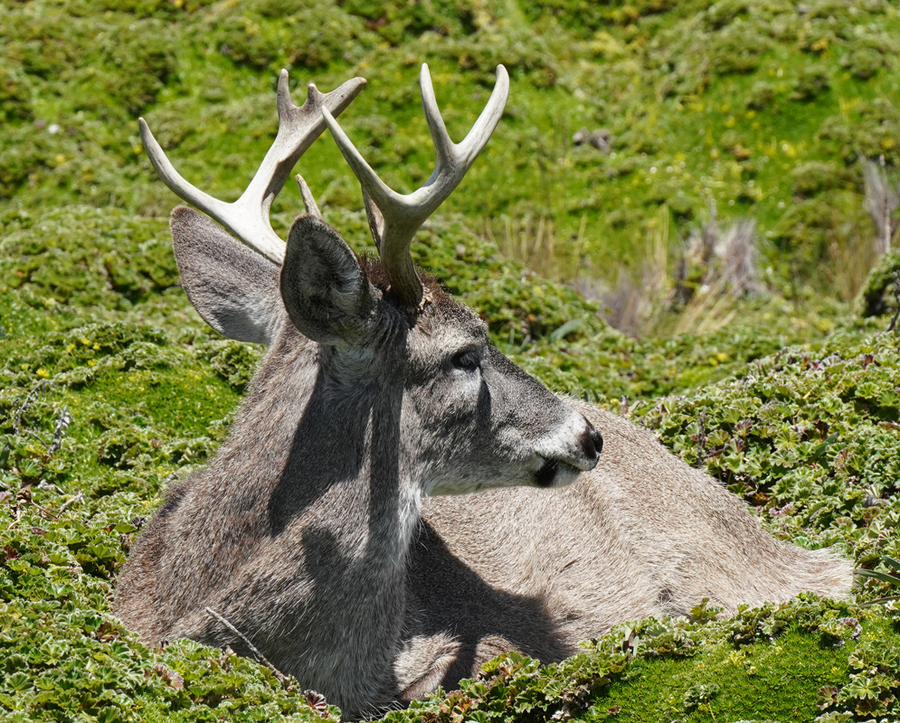 An antlered Odocoileus virginianus lies among high Andean vegetation with its head raised