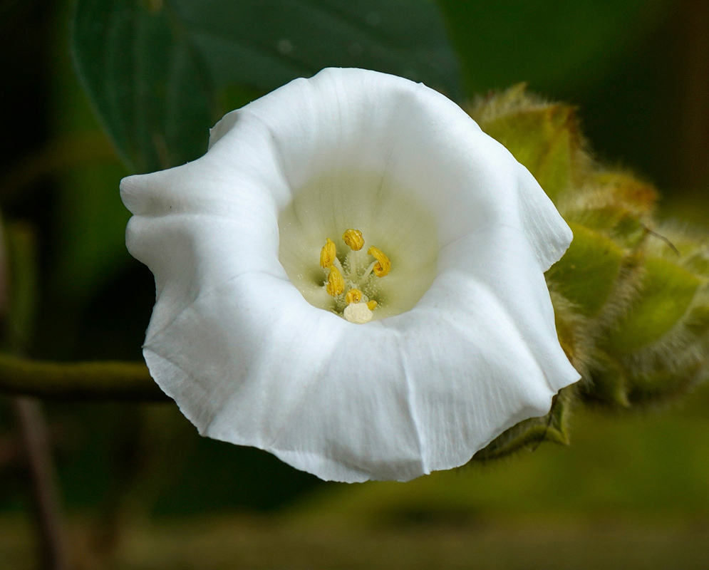 A white Odonellia hirtiflora funnel-shaped flower opens with yellow anthers beside a cluster of hairy buds